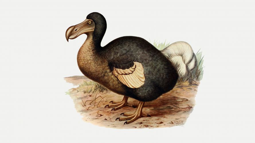 Dodo