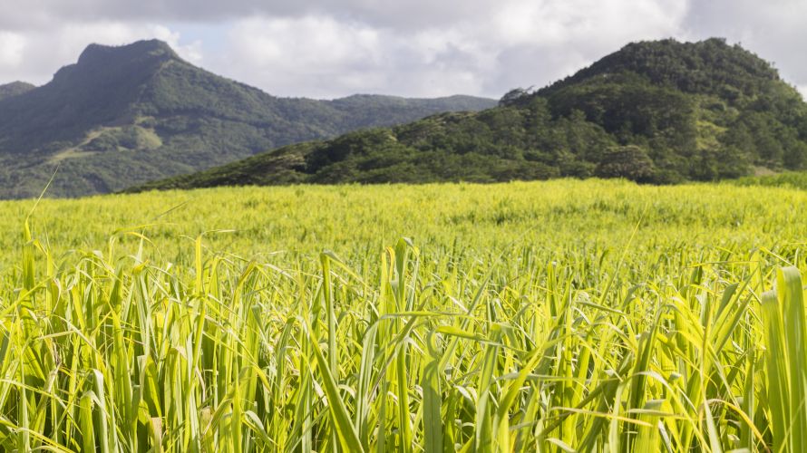 Nel nord di Mauritius si incontrano ovunque campi di canna da zucchero