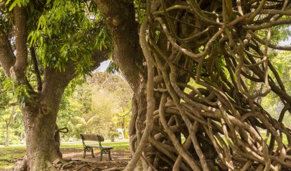 Fate una pausa circondati da incredibili alberi esotici