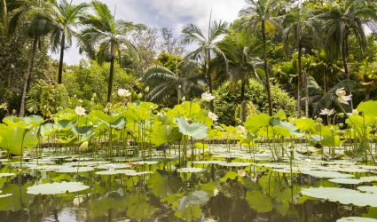 Enormi ninfee galleggiano nei laghetti dei giardini botanici