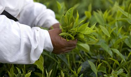 Tea picking, Mauritius