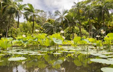 Image Mauritius